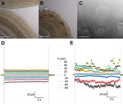 Praziquantel activates a native cation current in Schistosoma mansoni